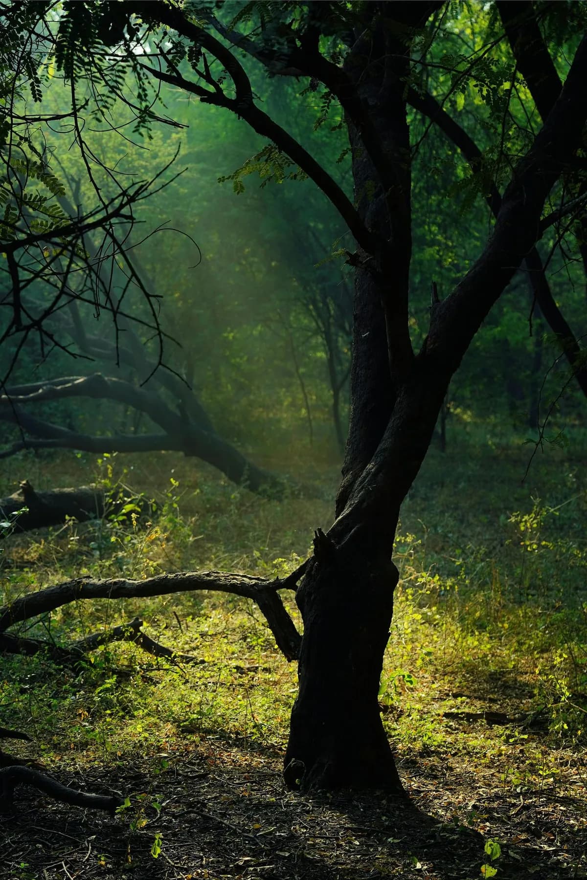 Light through a forest, representing anxiety therapy in Charlotte, NC