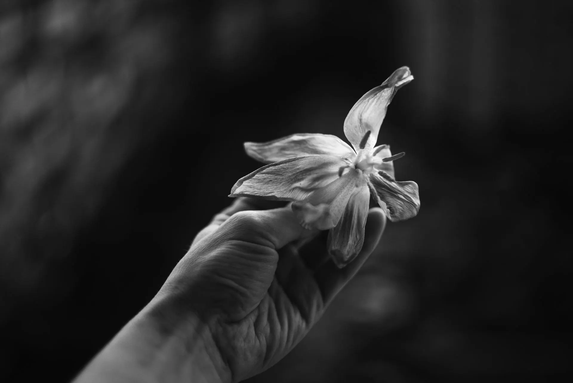 Hand holding a flower in black and white, grief on Father's Day