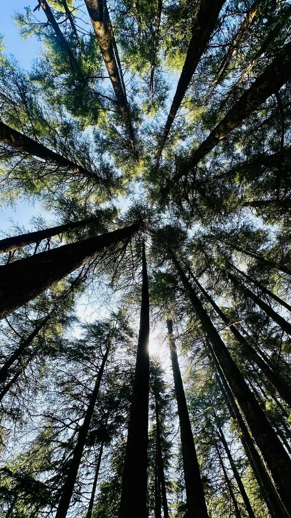 Tall trees seen from below, representing trauma and PTSD therapy in Charlotte, NC